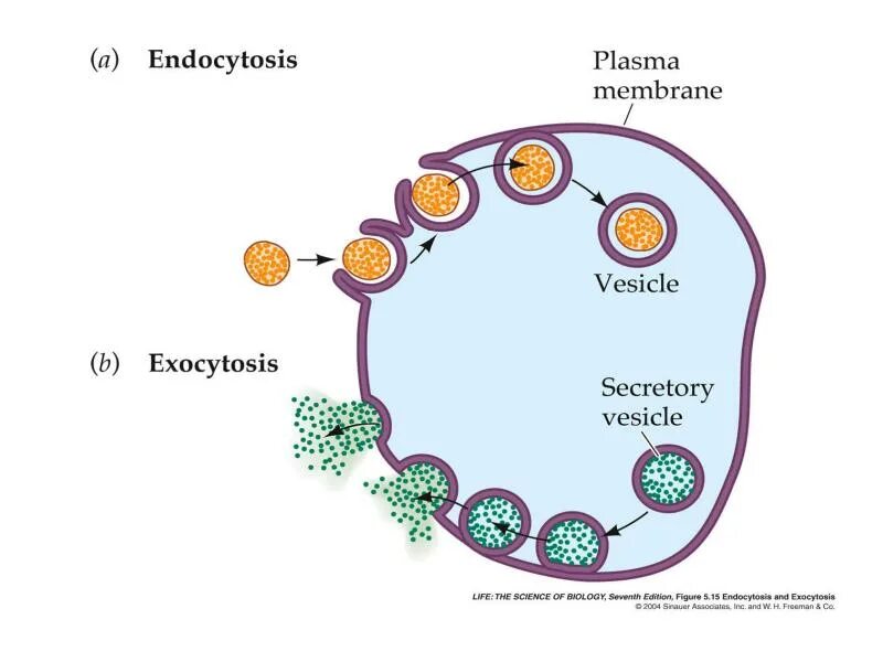 Г эндоцитоз. Эндоцитоз. Эндоцитоз и экзоцитоз. Endocytosis NEET. Пиноцитоз.