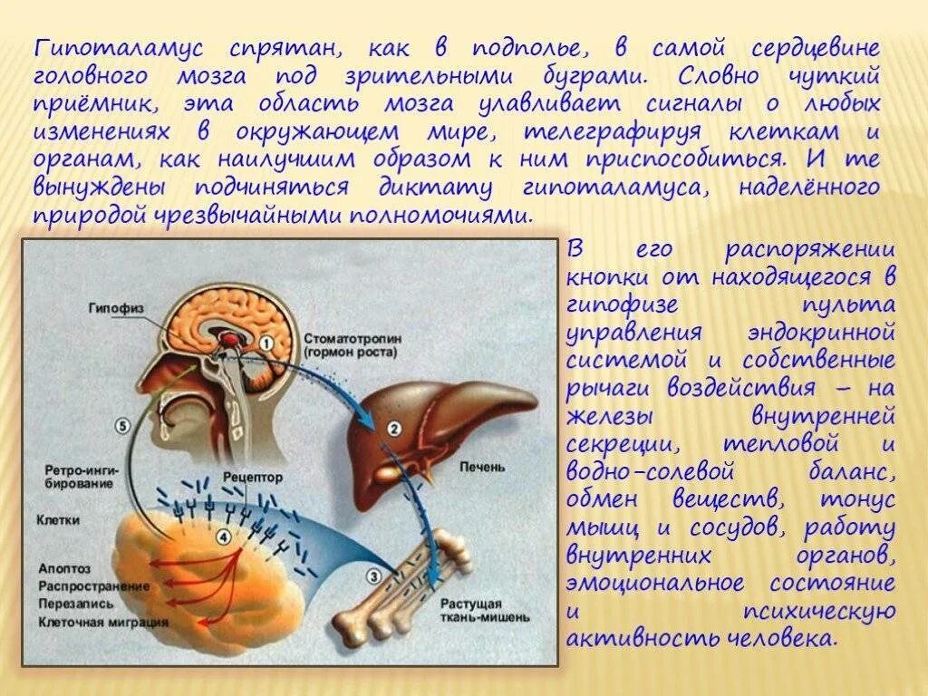 Какой гормон головной мозг. Гипофиз и гипоталамус функции. Липофина гипоталамуса. Гипоталамус и гипофиз разница. Роль гипоталамуса и гипофиза.
