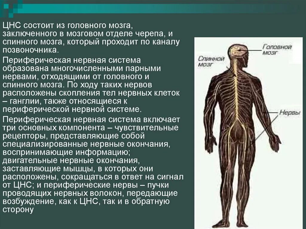 Периферическая нервная система. Центральная нервная система. ЦНС головной и спинной мозг. Нервы человека.