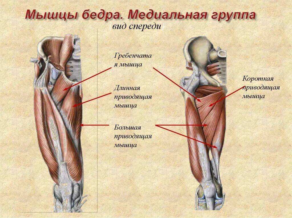 Функции приводящих мышц. Отводящие мышцы бедра анатомия. Длинная приводящая мышца бедра функции. Короткая приводящая мышца бедра анатомия. Длинная приводящая мышца бедра анатомия.