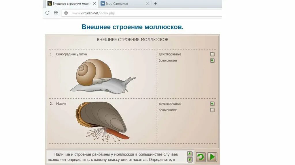 Внешнее строение моллюсков. Лабораторная работа внешнее строение моллюсков. Лабораторная работа строение моллюсков. Лабораторная работа изучение строения раковин моллюсков.