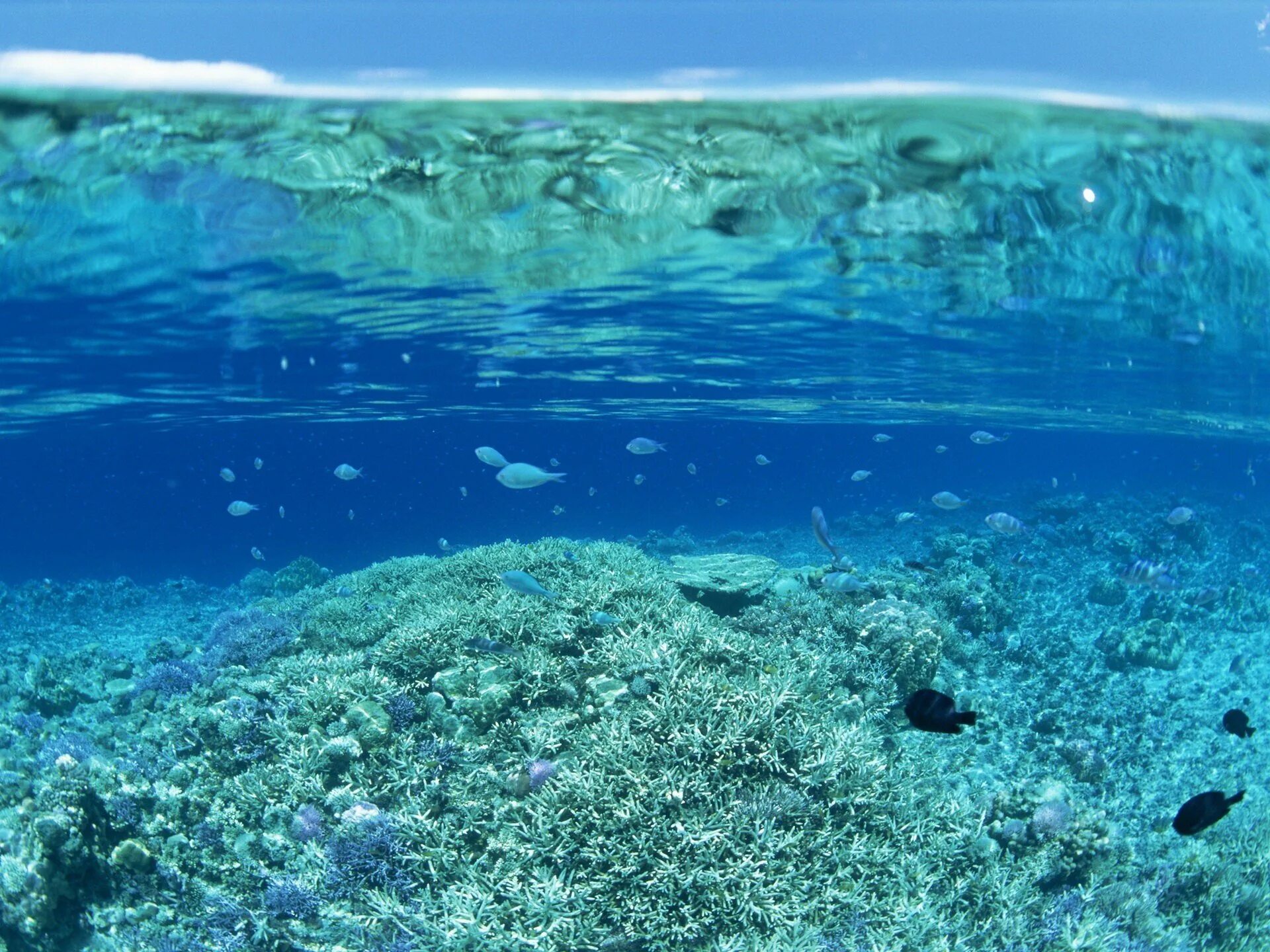 Толща воды в океане. Атлантический океан коралловый риф. Морское дно. Дно моря. Дно океана.