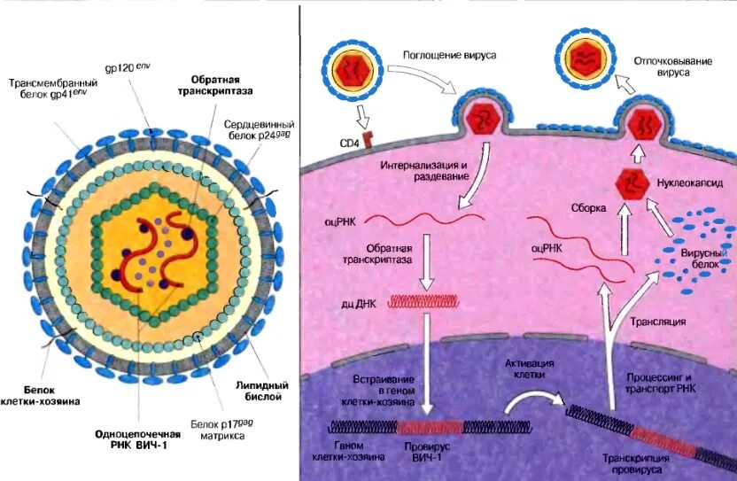 Обратная транскриптаза вируса ВИЧ. Обратная транскрипция у вирусов. Обратная транскрипция у вирусов схема. Обратная транскрипция ВИЧ. Обратная транскриптаза