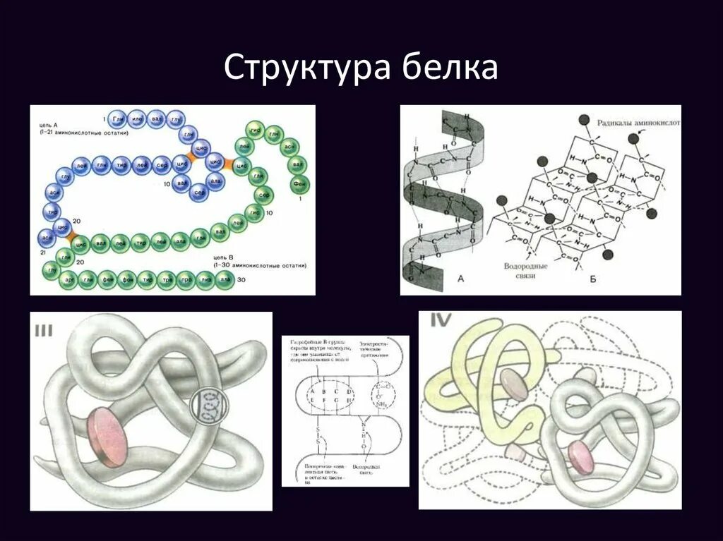 Схемы белков. Первичная структура белка рисунок. Структура молекулы белка. Структуры белка рисунок. Схема строения белковых молекул.