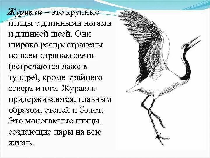 Журавль. День журавля. Красивые стихи про журавлей. Международный день журавля.