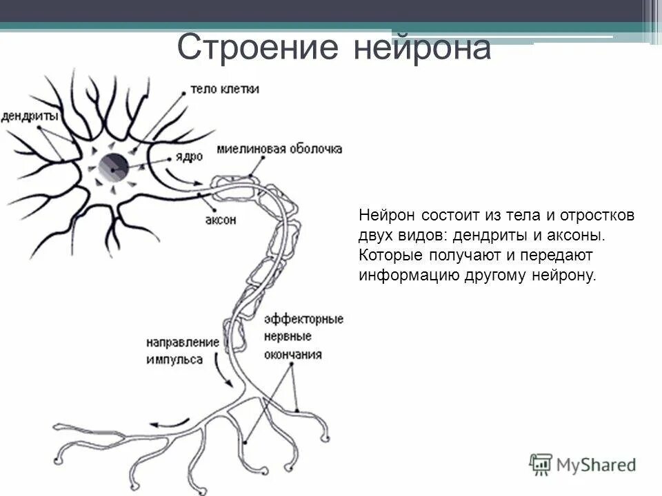 Нейрон строение и функции. Схема строения нейрона. Внутренне строение нейрона. Строение клетки нейрона. Нервные узлы и нейрон