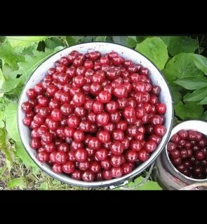 Вишня продам