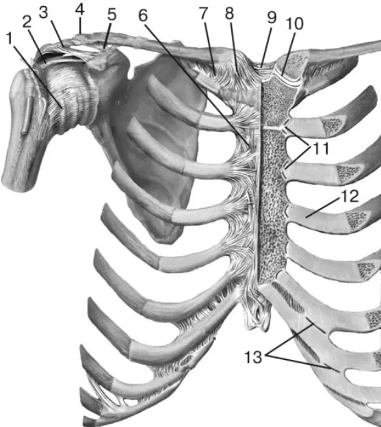 Между 6 и 7 ребром. Грудинно-рёберный сустав (II-VII ребро) (articulatiоnes sternocostales): образован. 6-7 Ребро. Соединение грудины с ключицей и ребрами. Соединение грудины с ключицей.