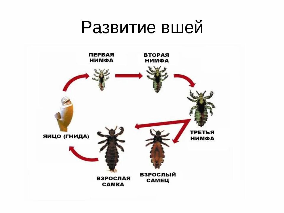 Имаго постельного клопа. Отряд вши цикл развития. Отряд вши Тип развития. Вши Тип класс вид.