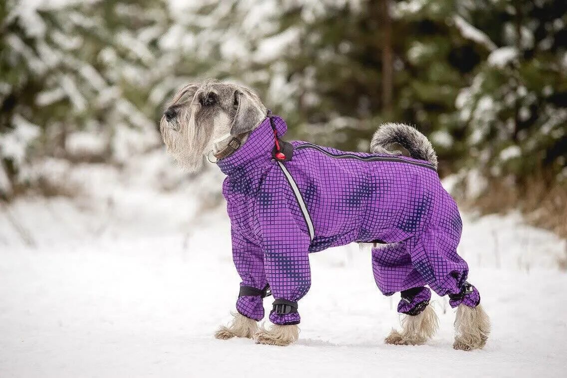 Комбез для собак. Одежда для собак. Комбез для собаки. Комбинезон для собак. Комбинезон для собак зимний.