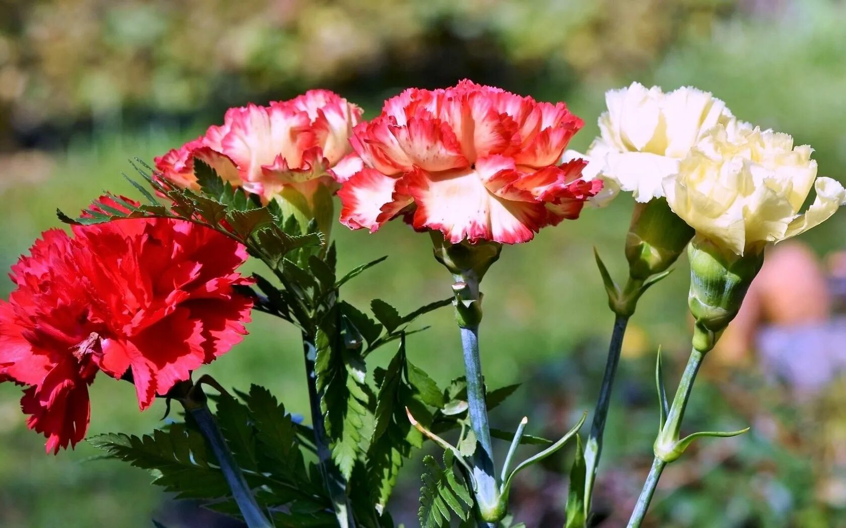 Картинки цветов гвоздик. Гвоздика Шабо Гренадин. Гвоздика Carnation. Dianthus caryophyllus. Гвоздика Гренадин Реверанс.