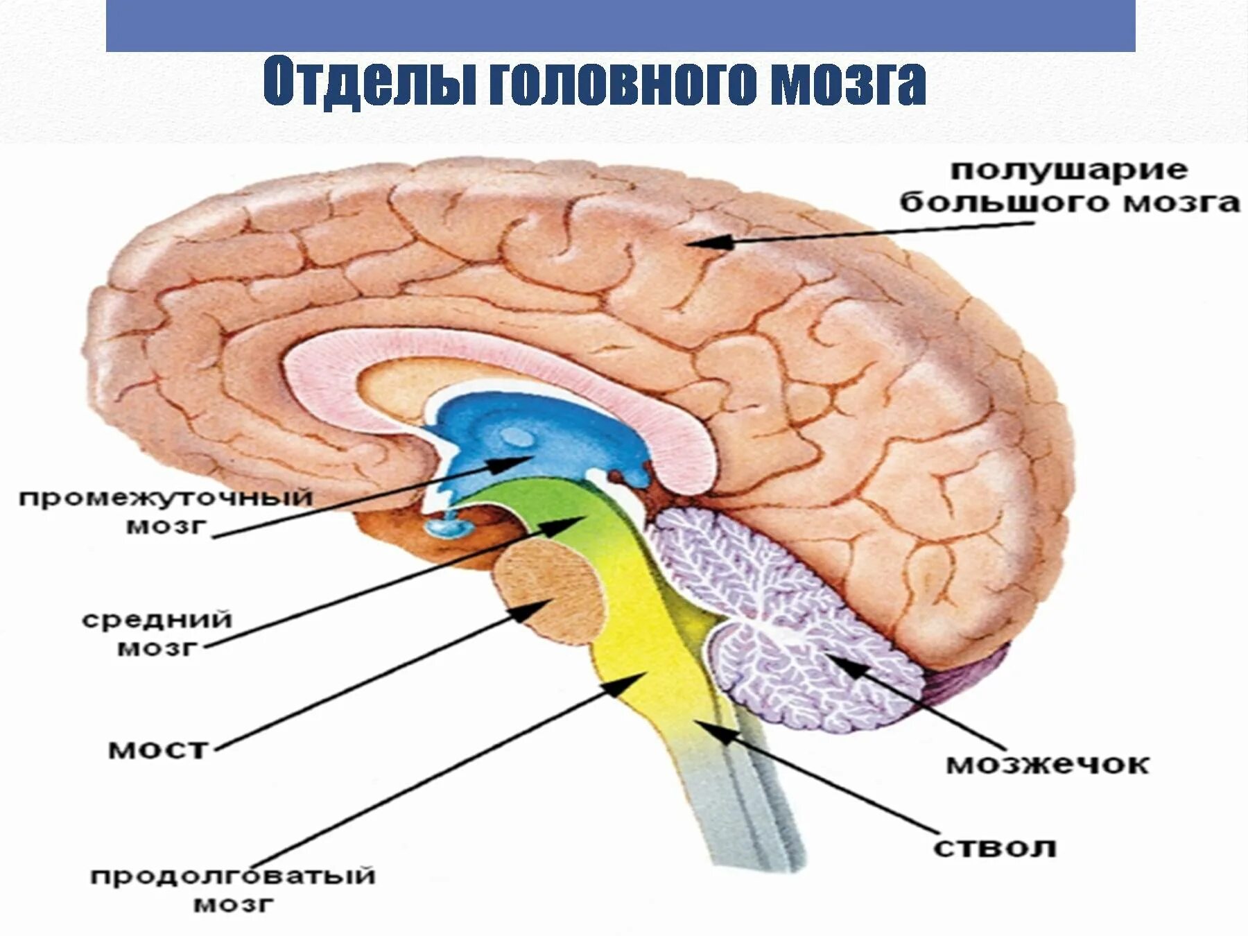 Структуры головного мозга. Отделы головного мозга. Строение мозга. Строение головного мозга человека.