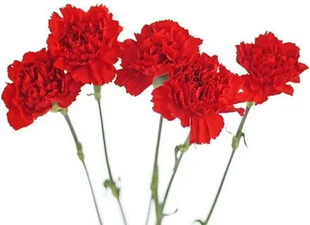 Гвоздики 2 штуки