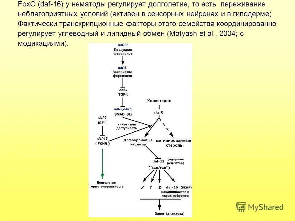 Легкие возрастные особенности. Структура легких дифференцировка. Легочной инфильтрат дифференциальный диагноз. Признаки дифференцировки клеток. Дифференцировка клеток.