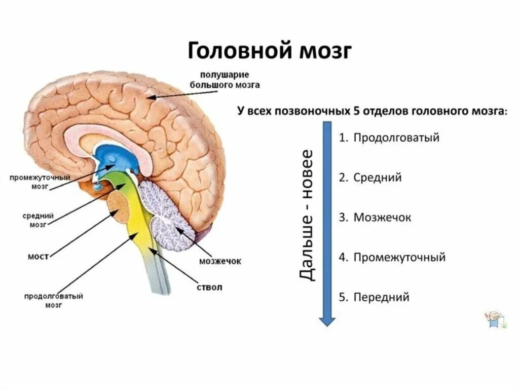 Головной мозг урок 8 класс. Строение головного мозга 5 отделов. Функции 5 отделов головного мозга. Структуры образующие пять отделов головного мозга анатомия. Структура отделов головного мозга схема.