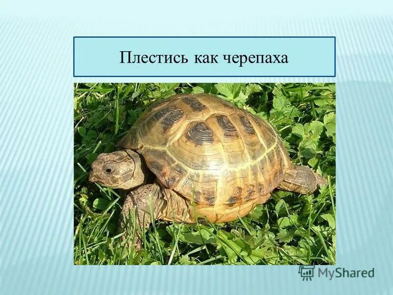 Плестись как черепаха. Плестись как черепаха фразеологизм. Девиз черепах. Плестись как черепаха значение фразеологизма. Значение черепах в природе и жизни человека