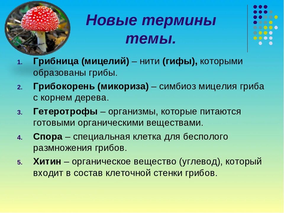 Грибы биология. Понятия на тему царство грибов. Биология тема грибы. Термины по биологии. Особенности грибов в природе