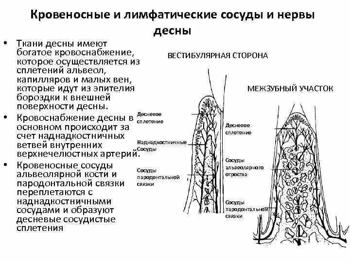 Сосуды десны