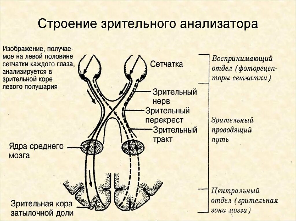 Схема проводящего пути зрительного анализатора. Схему проводящих путей зрительной сенсорной системы. Схема строения сенсорной системы анализатора. Зрительный анализатор анатомия схема.