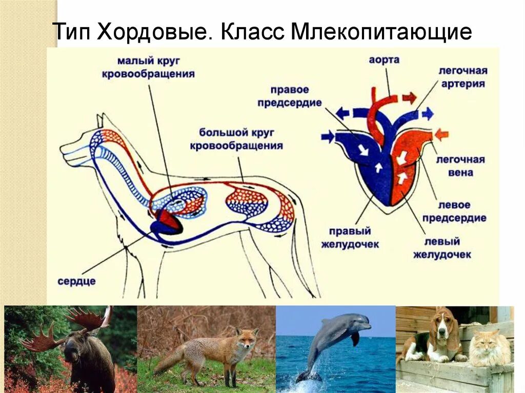 Кровеносная система млекопитающих. Тип Хордовые класс млекопитающие. Строение кровеносной системы животных. Тип Хордовый класс млекопитающие. Млекопитающие кровообращение и дыхание