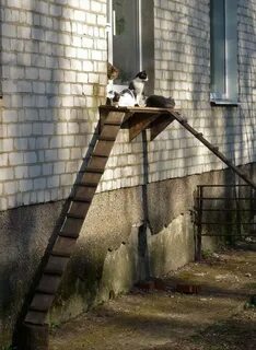 Выход кота