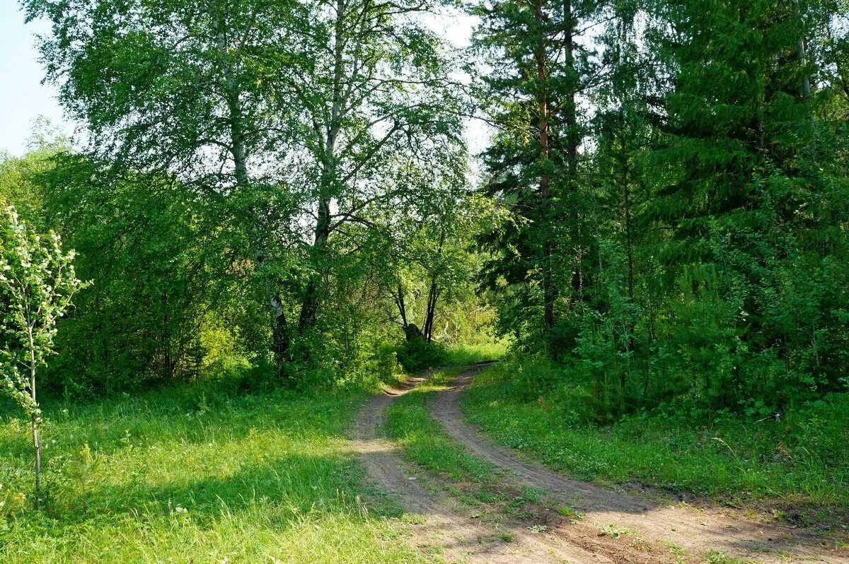 тропа летний лес россия. тропинка из леса. от лесной дорожки до деревни. дорога в деревне. смешанный уральский лес опушка.