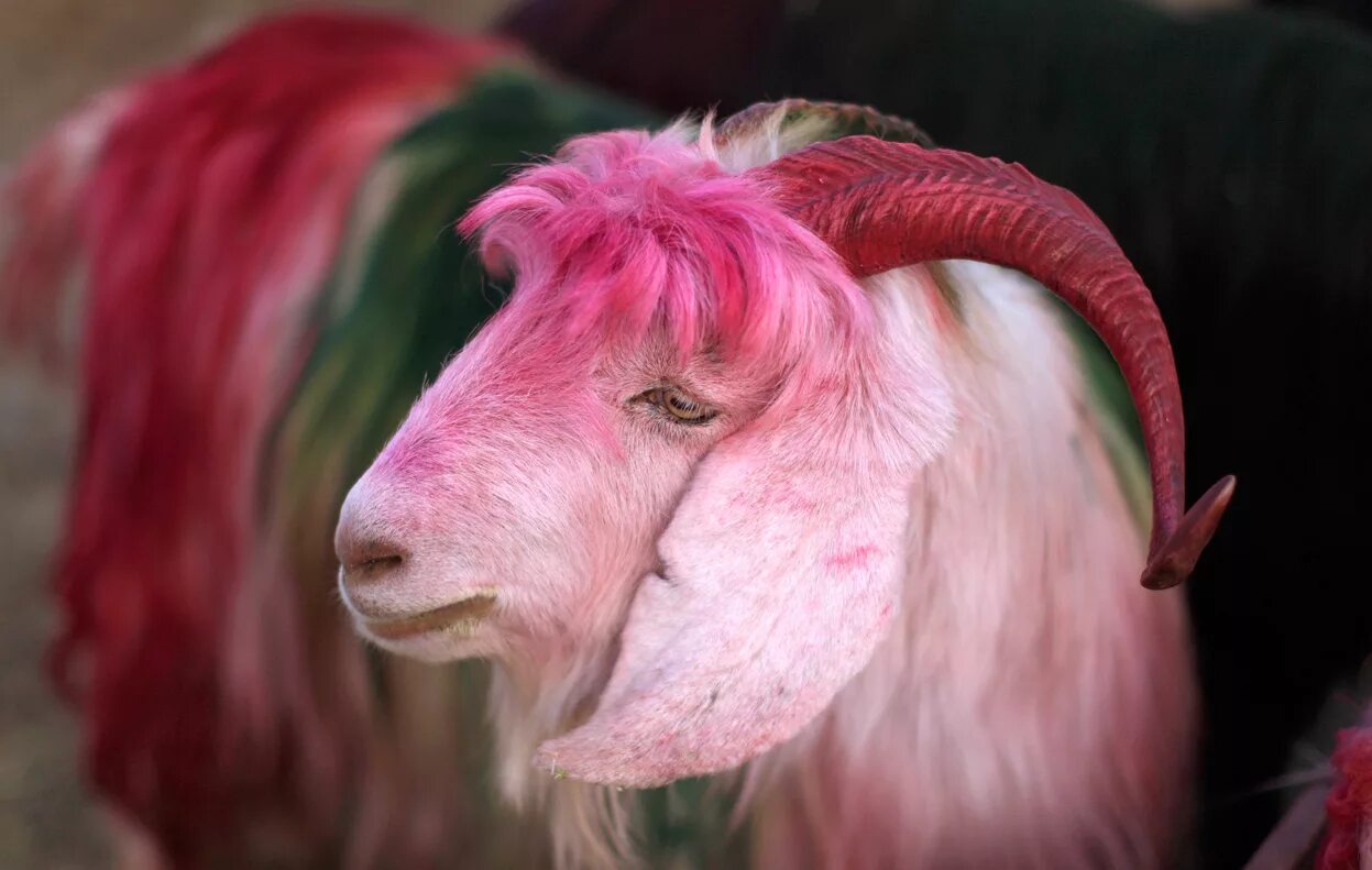 Коза. Розовая коза. Розовый козёл. Гламурная коза. Животное с розовыми волосами