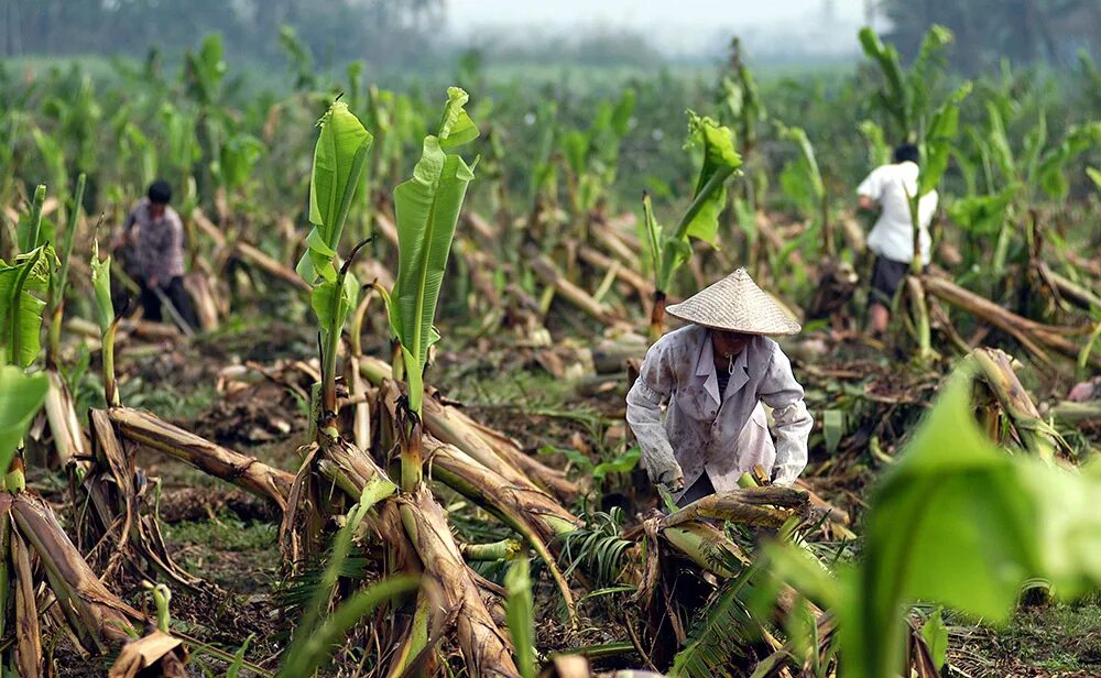 хозяйство китая презентация. отрасли сельского хозяйства китая. отрасли сельского хозяйства китая. хоккайдо сельское хозяйство. сельскохозяйство китая.