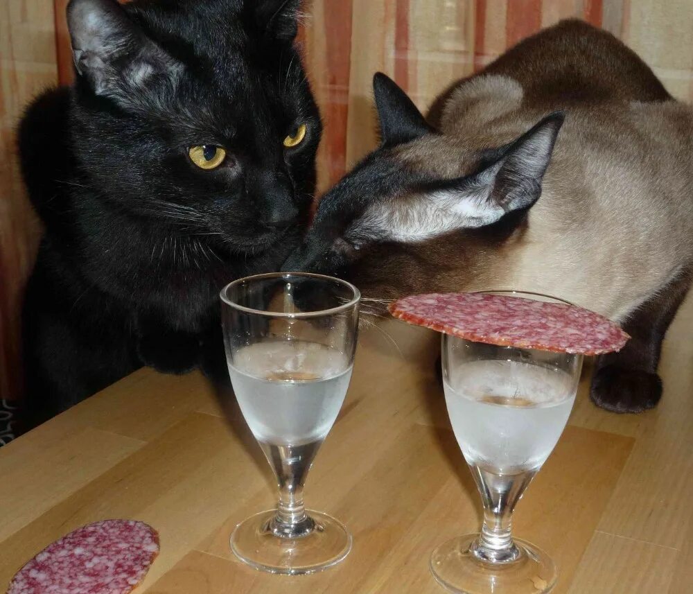 Кот с рюмкой. Коты с рюмками. Кошка с бокалом. Кошка постоянно пьет