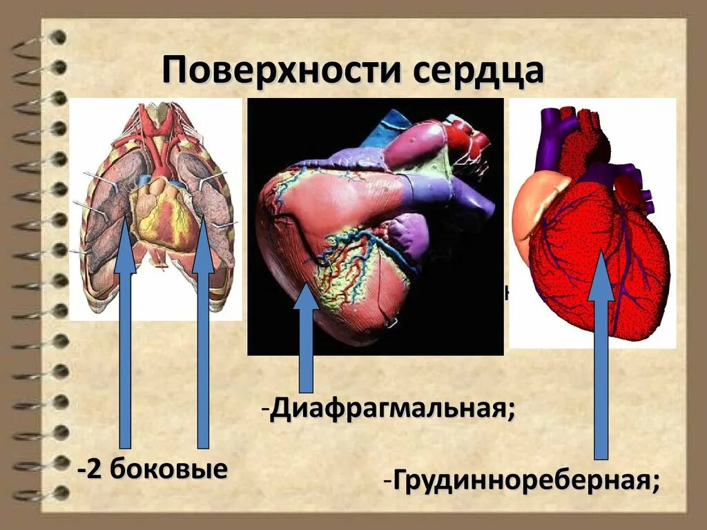 Сердечный поверхность. Поверхности сердца. диафрагмальная поверхность сердца. три поверхности сердца.