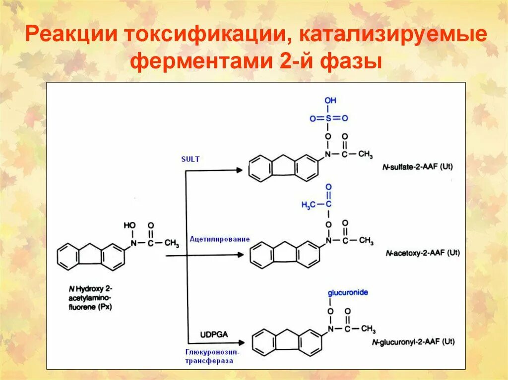 Химическая реакция катализируемая ферментом. Схема реакции катализируемой амилазой. Фермент пепсин катализирует реакцию. Катализируемые реакции ферментов. Реакция катализируемая амилазой.