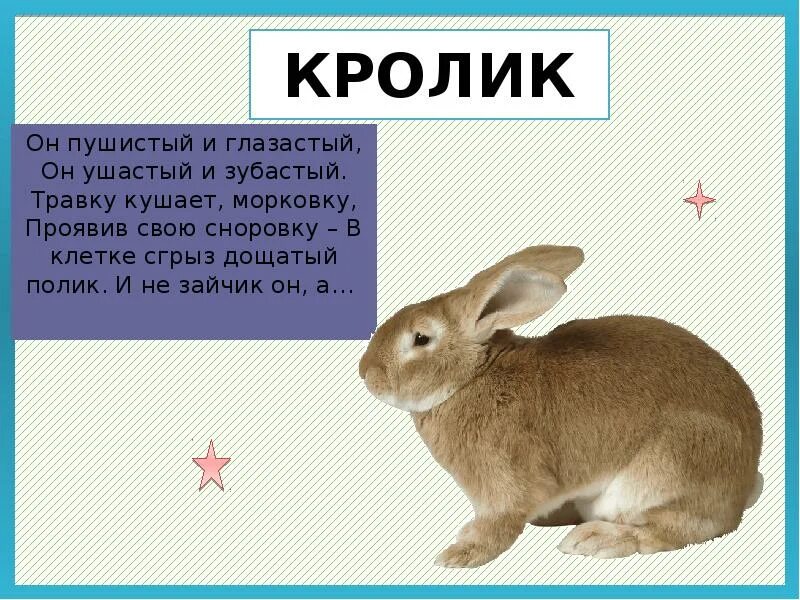 Где можно гладить животных. Как гладить кролика. Как гладить кролика. Где нужно гладить кролика. Как гладить кролика.