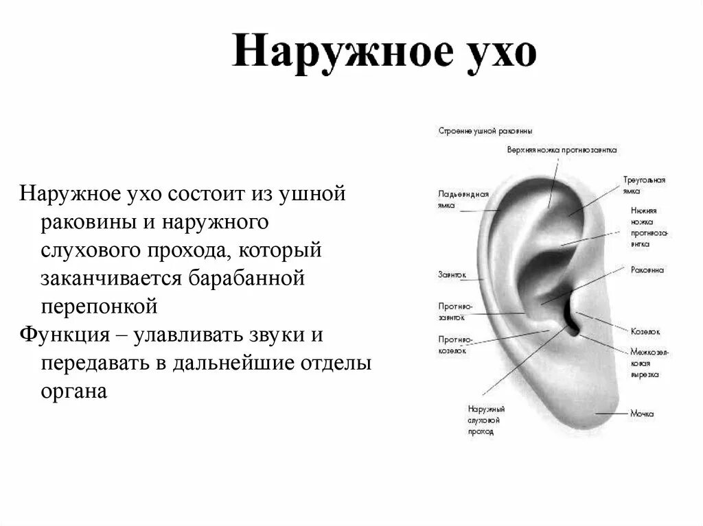 Ушная раковина какой отдел. Наружное ухо строение анатомия. Строение наружного уха человека анатомия. Строение уха названия частей. Наружное ухо и его строение.