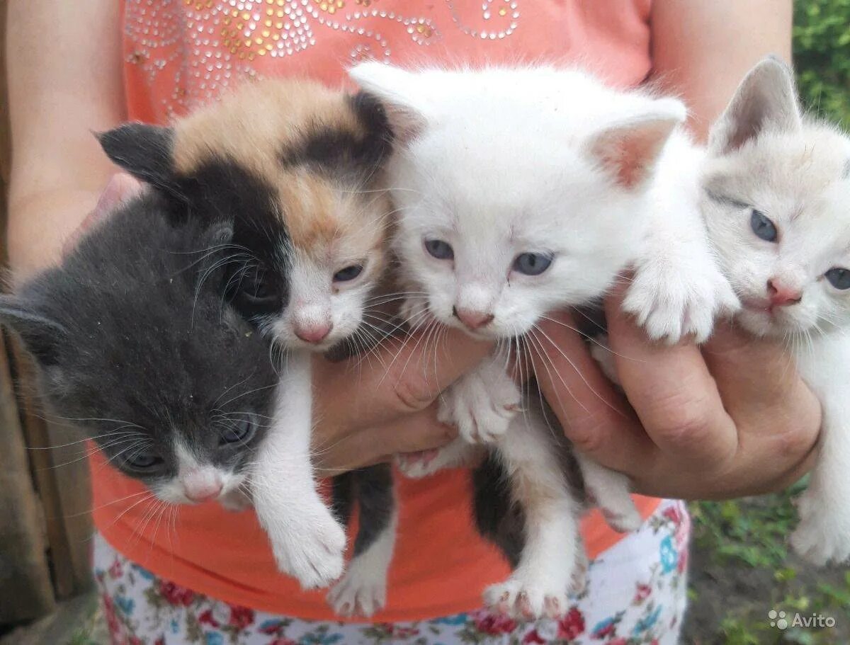 Отдам персидских котят. Авито ставропольский котята. Авито ставрополь животные. Котята ставрополь. Авито ставропольский котята.