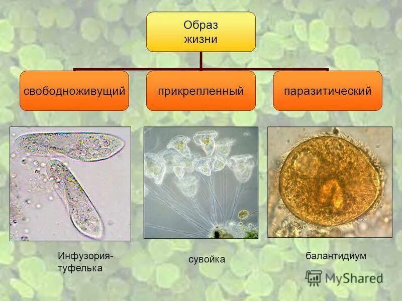 Кто был после простейших. Образ жизни инфузории 7 класс. Одноклеточные животные Тип инфузории. Паразитические представители инфузории туфельки. Образ жизни простейших.