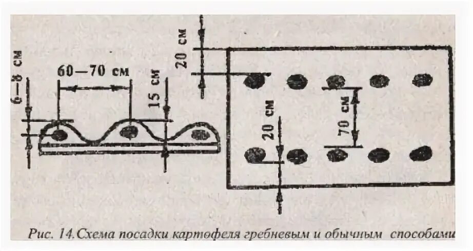 Правильная схема посадки картофеля. Схема посадки картофеля в гребни. Посадка картофеля в грядки схема посадки. Посадка картофеля в гряды схема.