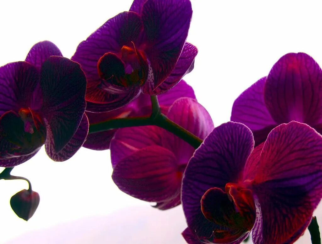 Victoria orchid
