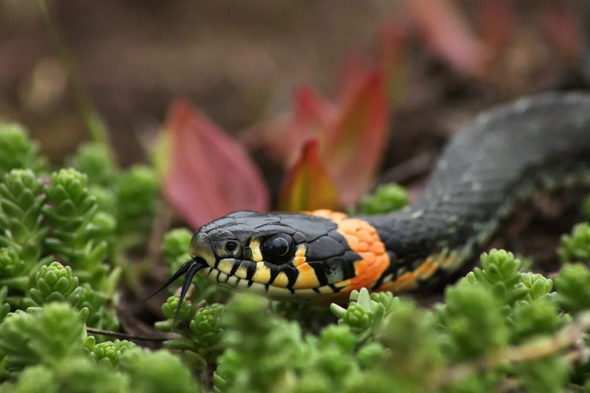 Гадюка обыкновенная лесная. Ужик. Гадюка черная подмосковная. Ужик фото. Обыкновенный уж (natrix natrix l.