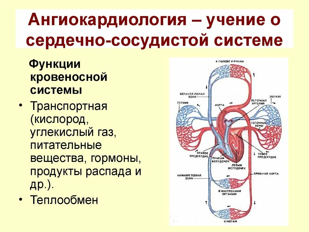 Транспорт продуктов распада к органам выделения. Кровеносная система. Транспортная функция сердечно сосудистой системы. Функции системы кровообращения. Строение сердечно сосудистой системы.