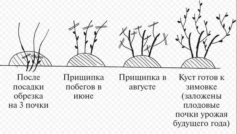 Как ухаживать за крыжовником. Схема посадка кустов смородины весной. Схема обрезки крыжовника. Схема посадки черной смородины весной. Схема подрезки черной смородины весной.