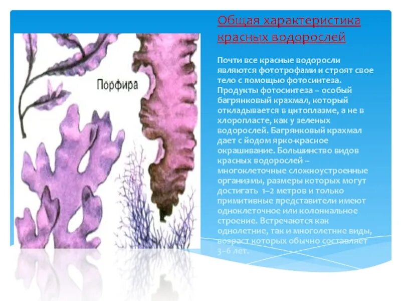 Отдел красные водоросли порфира. Бурые водоросли порфира. Красные водоросли характеристика. Порфира водоросль характеристика.
