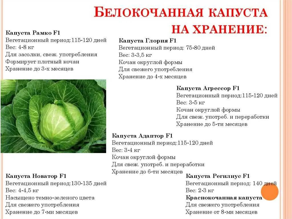 С какого возраста можно давать капусту