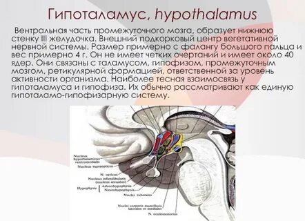Анатомические образования гипоталамус