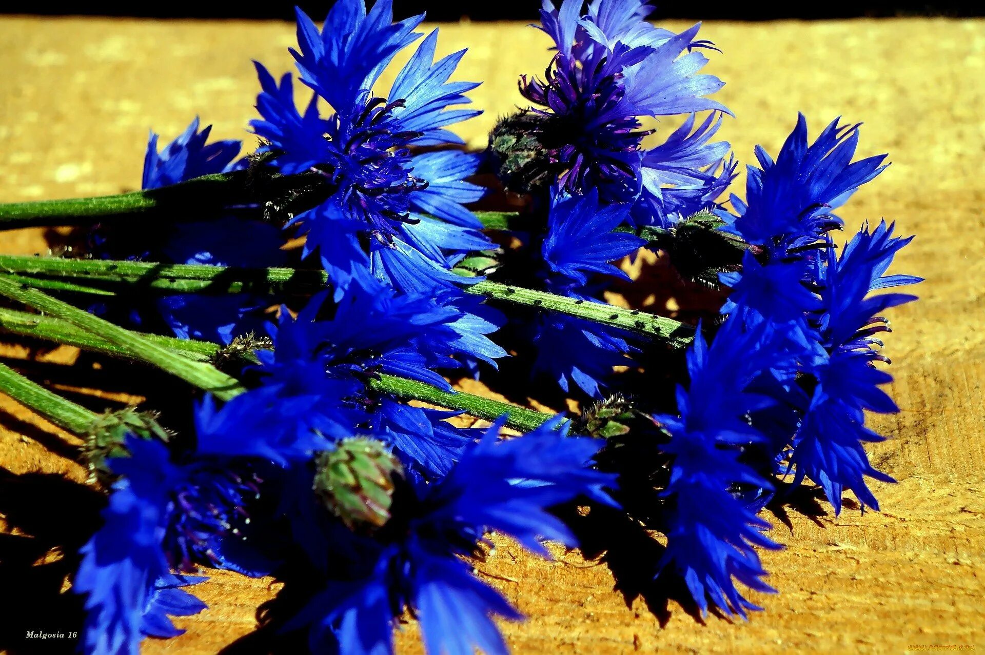 Василек Алайский. Василёк синий. Васильки цветы. Василек синий (Centaurea cyanus).