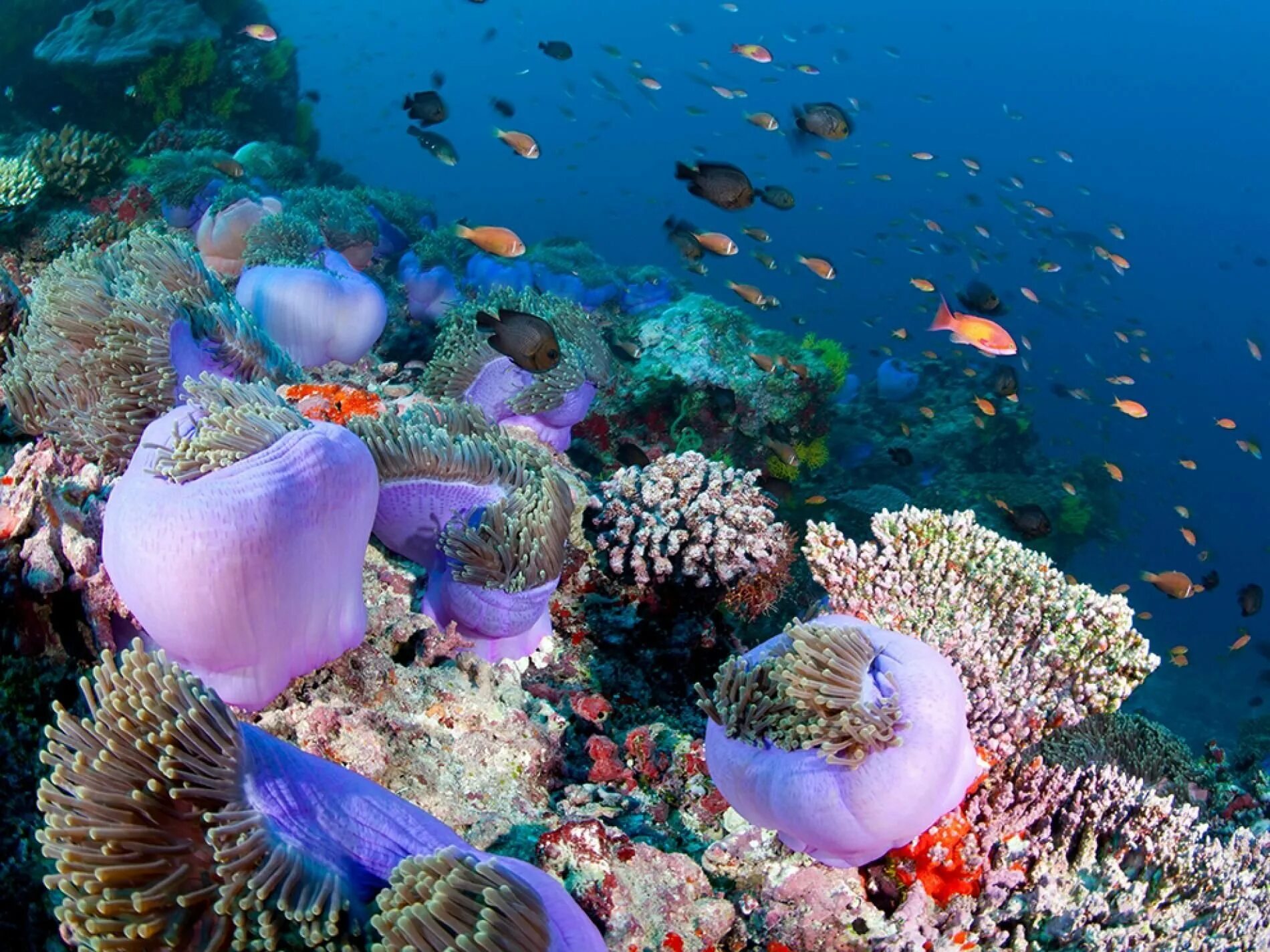 Обитатели кораллового рифа. Риф Фоттейо Мальдивы. Банановый риф Мальдивы остров. Мальдивы острова коралловые рифы. Коралловые Атоллы Мальдивы.