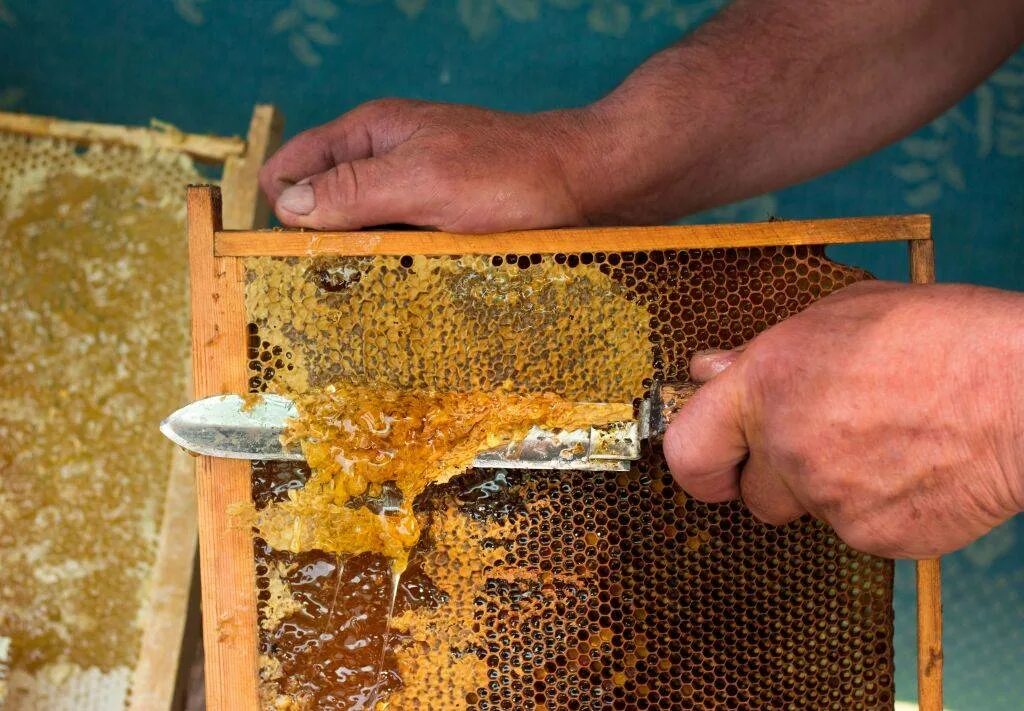 Забрус пчелиный. Пчелиный воск забрус. Пчелиные продукты забрус. Забрус перга соты.