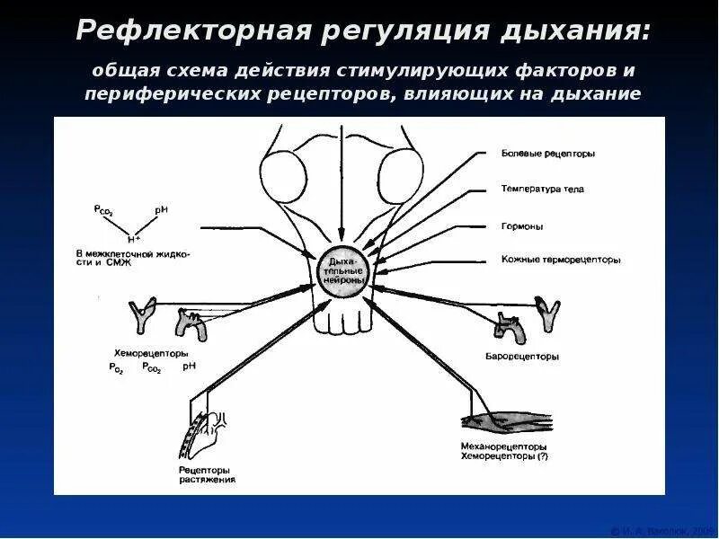 Рефлекторная дуга дыхательного рефлекса. Схема хеморецепторов в регуляции дыхания. Схема рефлекторной дуги регуляции дыхания.. Схема регуляции дыхания физиология.