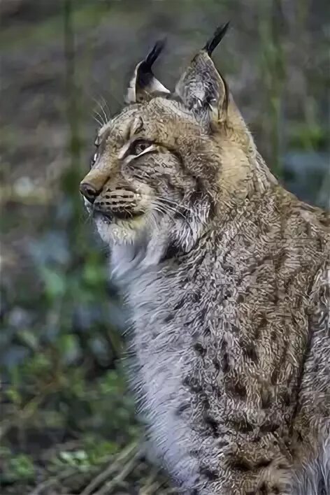 Рысь. Рысь в горах. Ocelot Lynx. Почему у рыси короткий хвост. Bobcat 41.140