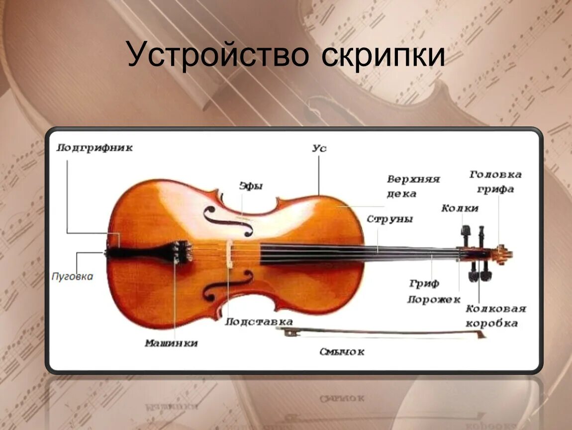 Как называют скрипку. Строение скрипки. Название частей скрипки. Строение скрипки для детей. Устройство скрипки.