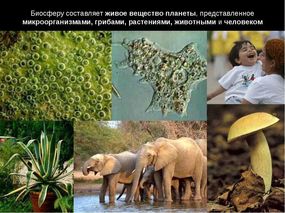 Живые организмы в биосфере. Какие представители биосферы появились раньше всех. Биосфера эволюция биосферы. Какие представители биосферы появились раньше всех. Какие представители биосферы появились раньше всех.